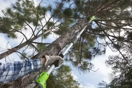 Высоторез (сучкорез) аккумуляторный Greenworks 24V, 20 см (без АКБ и ЗУ)